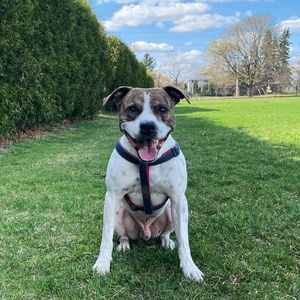 Meet your Posher, David